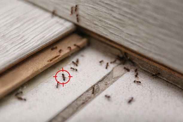 Best Cockroach Control Services  in Martha Lake, WA