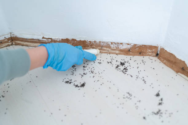 Professional Pest Control in Martha Lake, WA